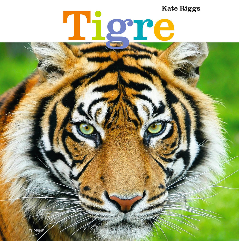 Tigre