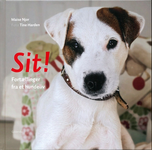 Sit!