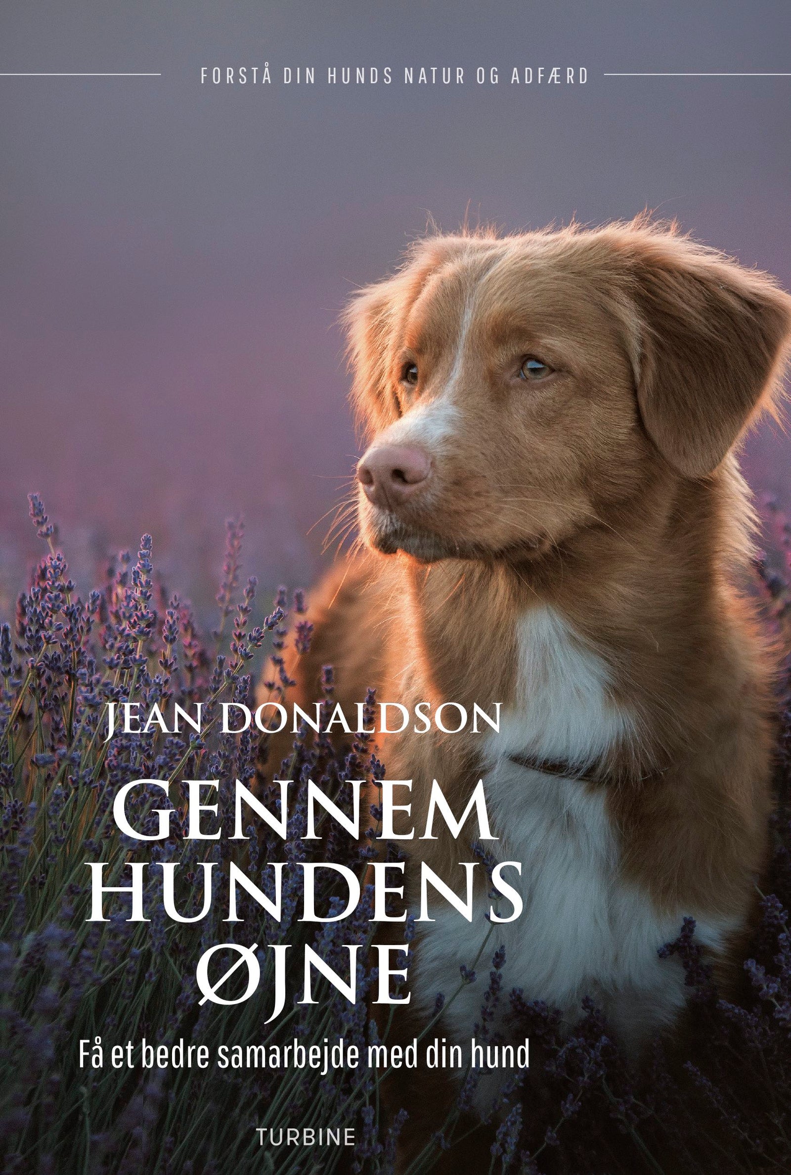 Gennem hundens øjne