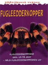 Fugleedderkopper