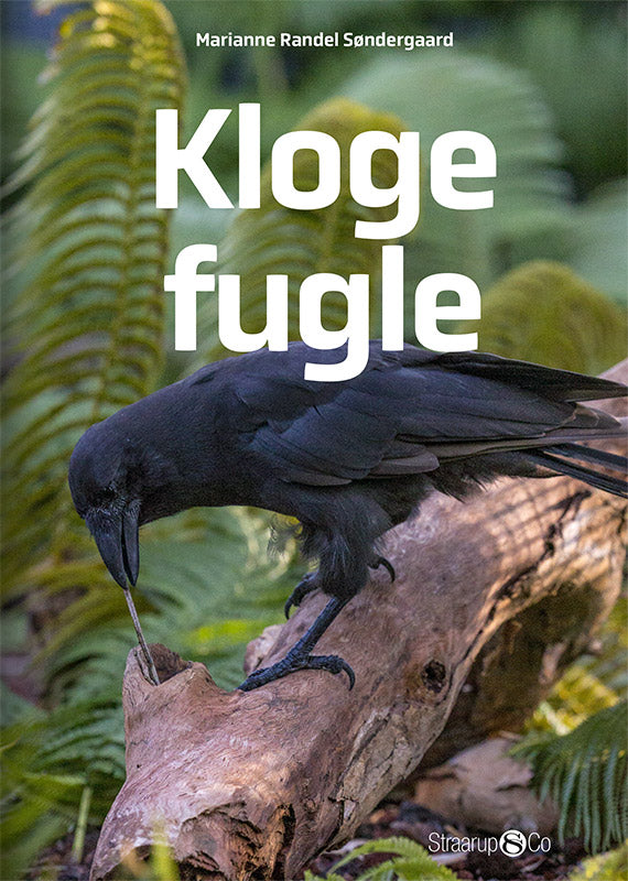 Kloge fugle