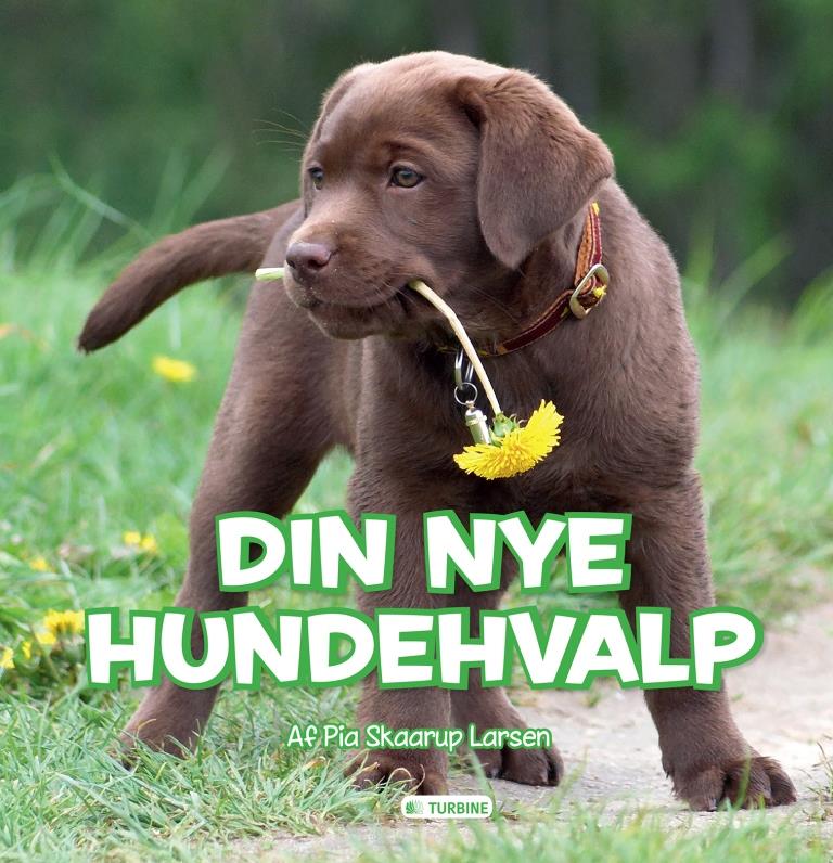 Din nye hundehvalp