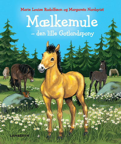 Mælkemule - den lille Gotlandspony