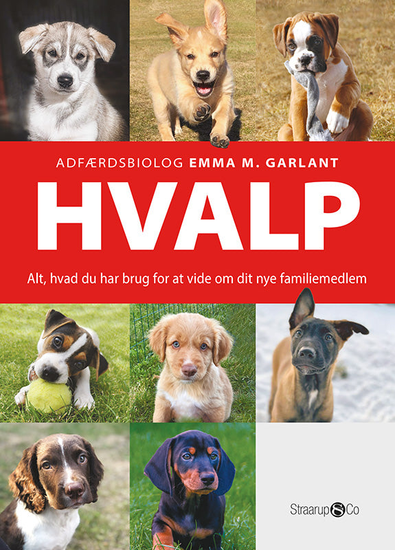 Hvalp
