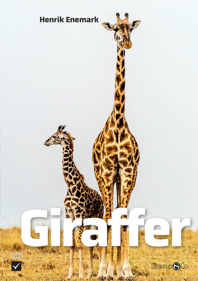 Giraffer