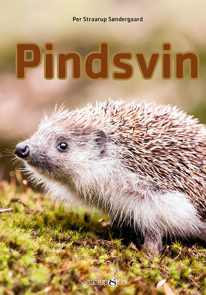 Pindsvin